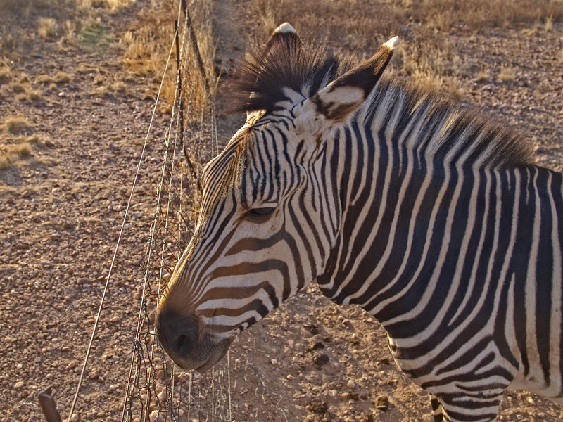 Zebra, Hammerstein Lodge